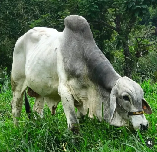 Vende -se touro Tabapuã PO
