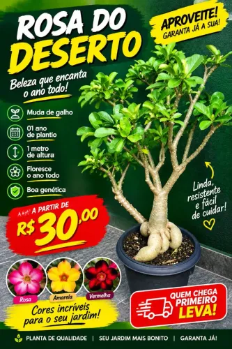 Rosa do Deserto