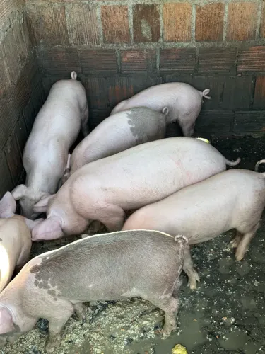 Leitões a venda!!!!