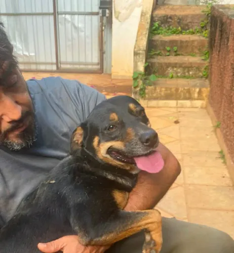 Adoção da Bells, cachorra super dócil, castrada, vacinada, leia o texto