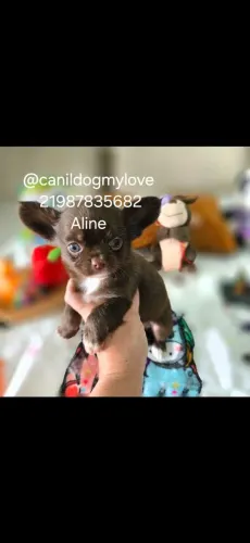 Chihuahua Top macho chocolate pelo longo