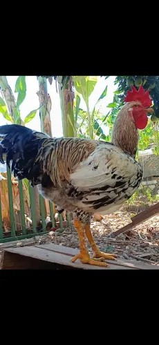 Ovos falados de galinha gsb