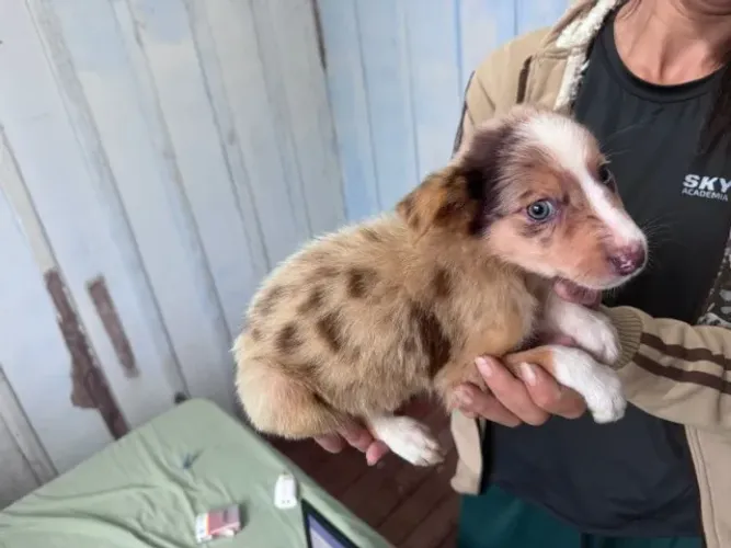 linda filhote de boder collie red merlei femea com pedigree