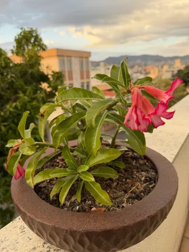 Plantas 