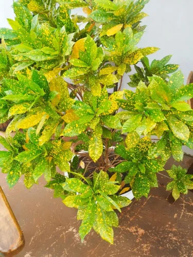 Plantas 