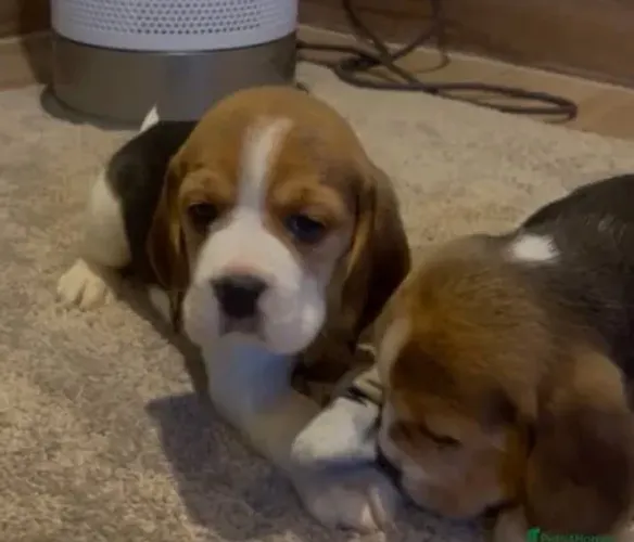 Beagle Mini Filhotes Educados no Tapete Higiênico.