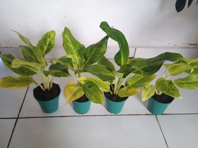 Lindas aglaonemas