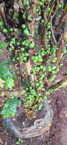 Pé de jabuticaba adulto, carregada de frutos
