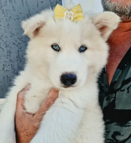 Lindos Filhotes de Husky Siberiano