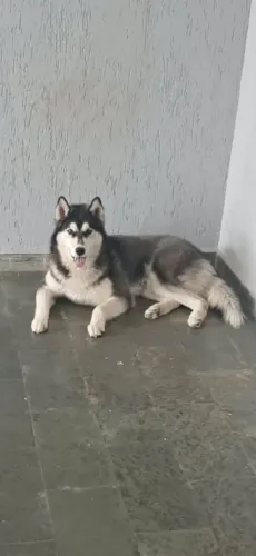 Vende se Filhote de husky Siberiano Macho