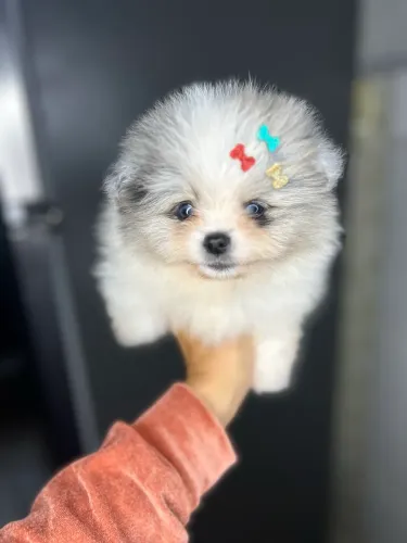 Spitz alemão macho merle