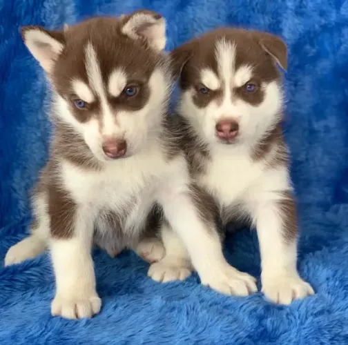 Husky siberiano lindo