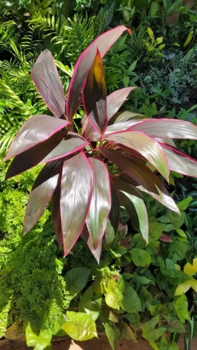 Mudas ornamentais: Dracena roxa