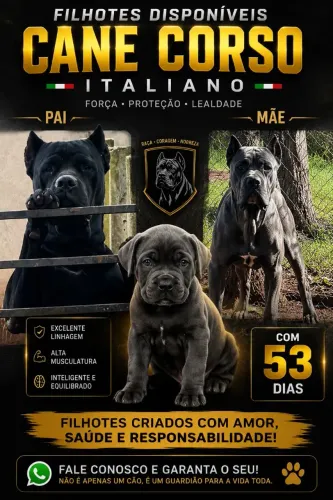 Filhotes de Cane Corso ITALIANO