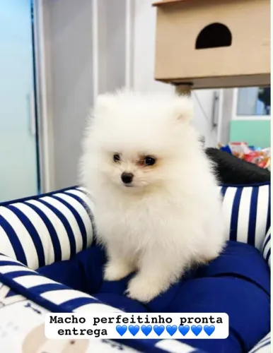 Spitz alemão anão macho