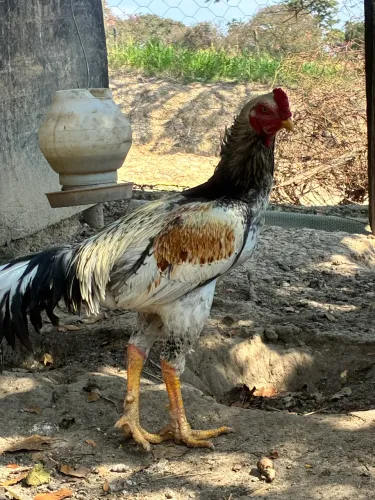 Frango índio Prata