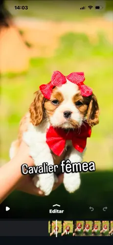 Cavalier king charles
