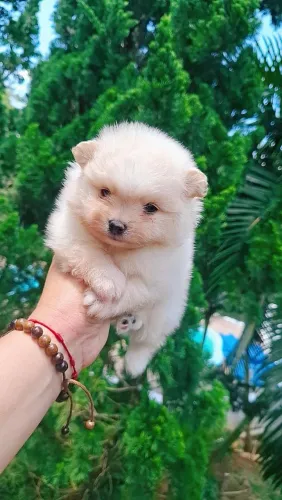 Spitz Alemão