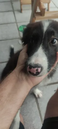 Cachorro border collie adolescente
