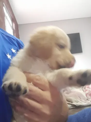 Golden retriever 