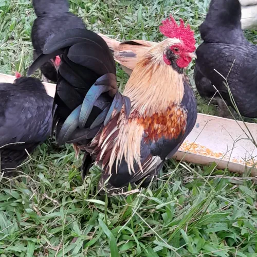 Galo garnize novo