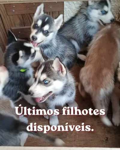 Filhote Husky