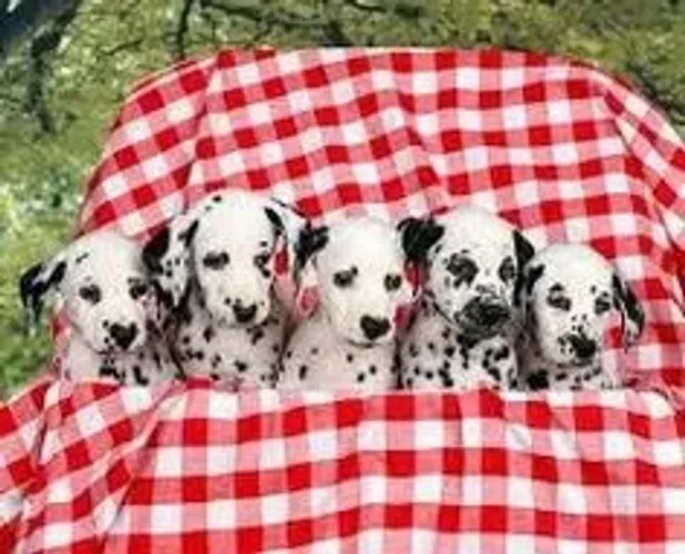 Dalmata Filhotes