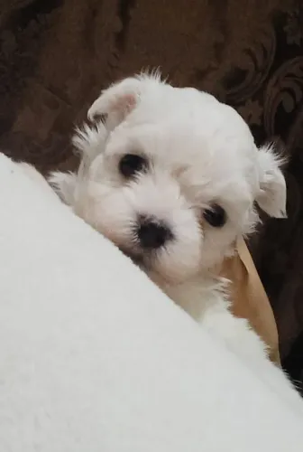Maltês macho mini