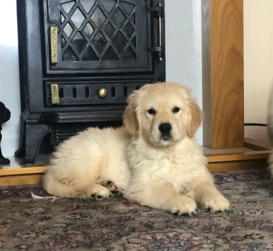 Quer um Golden Retriever perfeito para sua família? Me chama no WhatsApp!