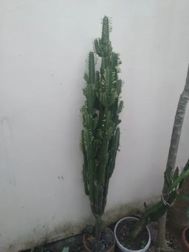 Cactos com vaso cerâmico