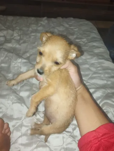 Cachorro 