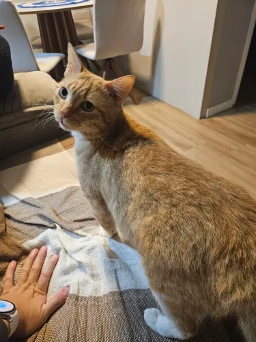 Doação de gato e alguns itens de gato