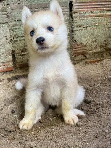 Hushy Siberiano Fêmea 