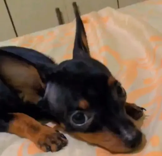 VENDO FILHOTE DE CACHORRO PINSCHER PURO NÚMERO 1