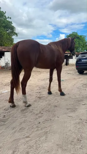 VENDO LINDA ÉGUA DE ESQUERDA 