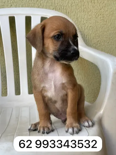 Doação responsável é consciente, cachorrinho macho 