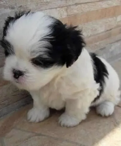 Filhote de lhasa apso