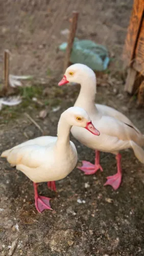 Gansos do egito branco
