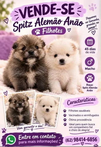 Vende se spitz alemão