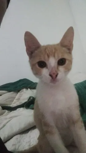 Gato laranja