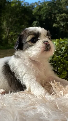 FILHOTE FÊMEA SHIH TZU COM LHASA APSO - PRETA E BRANCA, MUITO LINDA E DÓCIL 