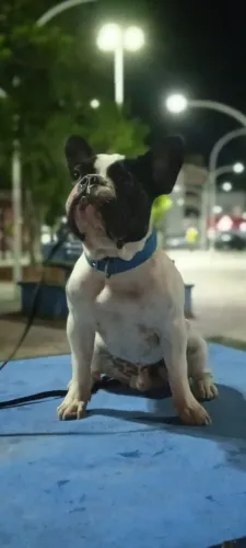Buldogue francês 