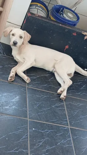 Doação de cachorro