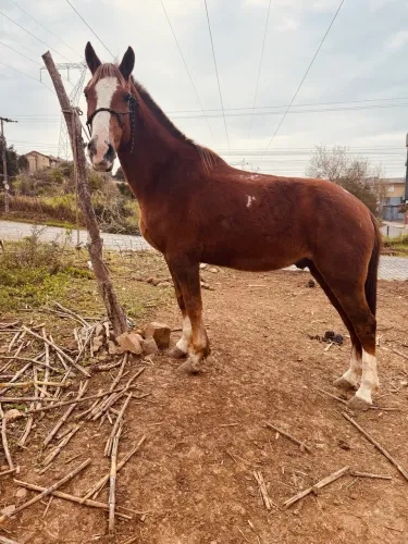 Vendo cavalo