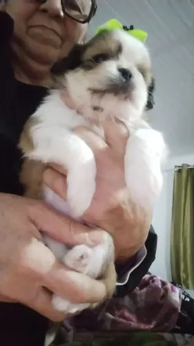Filhotes de cachorro lhasa apso