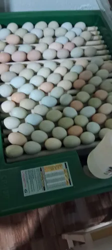 Ovos gsb Balão