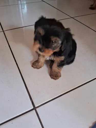 Cachorro