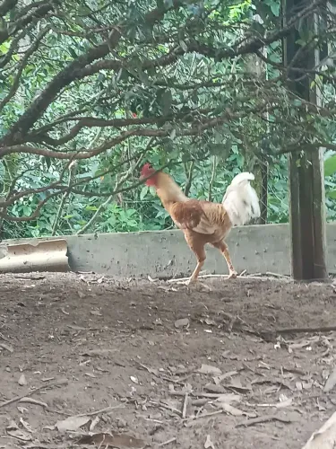 Galo caipira 