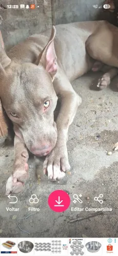 Cachorro 
