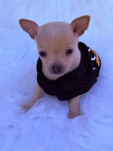 Pinscher zero macho